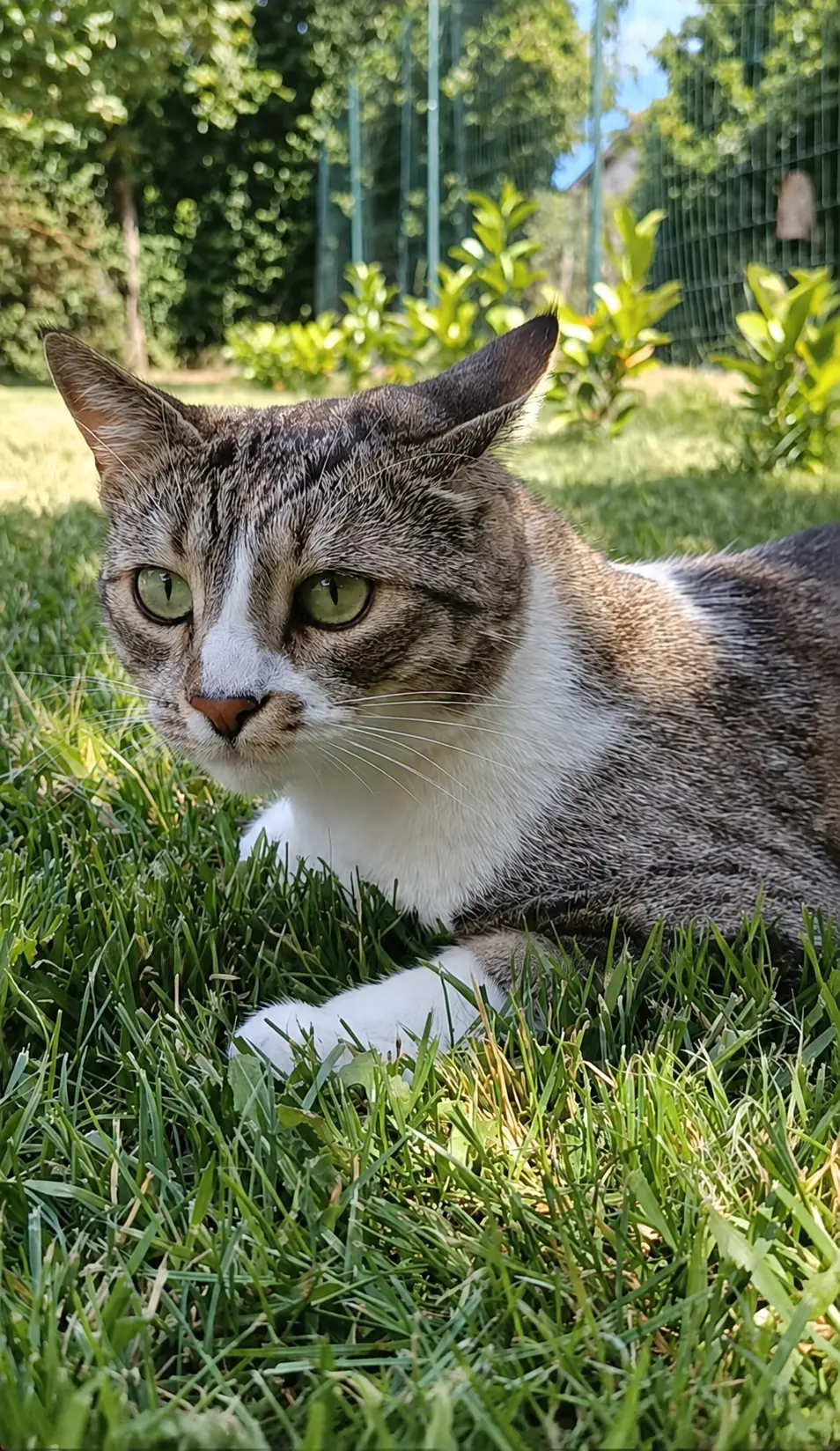 Chrissy relaxing in the garden